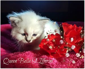 Queen Bella is one month old
